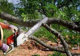 How Our Tree Care Process Works  in  Coloma, MI