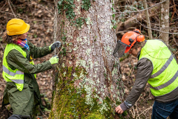 Reliable Coloma, MI Tree Removal Services Solutions