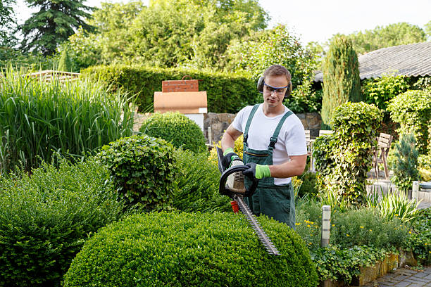 Lawn Watering Services